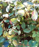 IMG_20160707_210650.jpg