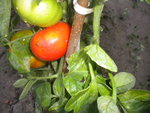 DSCN7095.JPG