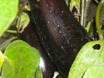 DSCN7091.JPG