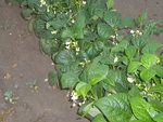 DSCN7090.JPG