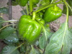 DSCN7089.JPG