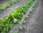 DSCN7088.JPG