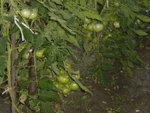 DSCN7085.JPG