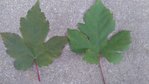 Feuilles.JPG