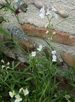 Fleurs 2 - 30 C.jpg