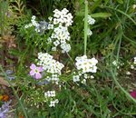 Fleurs 1 - 30 C.jpg