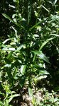 Marguerite 2 - 28 SO.jpg