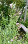 Epilobium hirsutum - 30 O.jpg