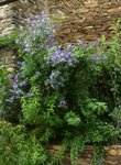 Solanum rantonnetti AJ.jpg