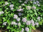 Hyd. fleurs de lilas.jpg