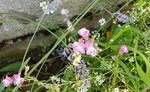 Fleurs 1 - 30 C.jpg