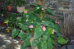 anthurium sept 08.jpg