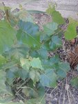 20160710_162852 (Copier).jpg