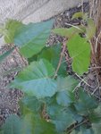 20160710_162900 (Copier).jpg