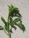 plant 1 bis (Copier).jpg