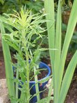plant 2 (Copier).jpg