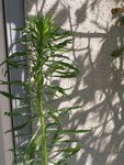 plant 2 bis (Copier).jpg