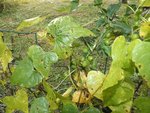 DSCF4251.JPG