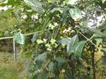 vue des fruits