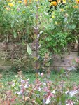 Abelia_longue_tige.JPG