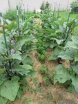 Les pieds d'aubergines ont bien poussés et fleurissent.