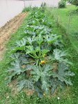 Les pieds de courgettes.