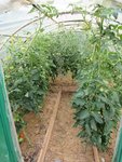 Les tomates dans le tunnel.<br />J'y ai retiré toutes les grosses feuilles du bas il y a 2 jours afin de favoriser la circulation de l'air.