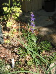 IMG_9181.jpg