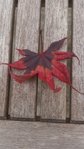 20160711_180750.jpg