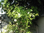 IMG_9187.jpg