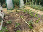 Il y a environ une dizaine de jours,j'ai occupé cet emplacement vide en y plantant des pieds d'aubergines et de piment de Cayenne.Ainsi que 4 pieds de courgette.
