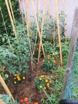 J'ai été obligé de retirer 2 plants trop fortement atteints.