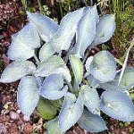 hosta blue_cadet.jpg