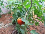 Il y a même la première tomate cultivée à l’extérieur qui murie.C'est une montfavet.