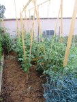Les tomates cultivées à l'extérieur ont subies une attaque de mildiou il y a 15 jours.J'ai traité avec la recette magique de purin ail laurier de Pascal clerc que j'avais fait au préalable.<br />Le mildiou semble pour le moment stoppé.
