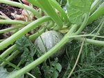 Nous récoltons depuis quelques jours les courgettes rondes de Nice.