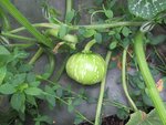 Les premières courges se forment.