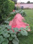 L'opération de végétalisation estivale du tas de compost à l'aide de courges et courgettes se poursuit.