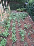 Cette série de haricots vert n'est pas une réussite en grande partie dû au fait que la planche a été noyée sous l'eau durant 15 jours au début du mois de juin.<br />Malgré un faible développement,les haricots sont en fleurs actuellement.<br /><br />Quant aux tomates,même constat.Très peu de développement en volume.Les premiers fruits commencent à se former.