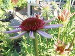 DSCN3163.JPG