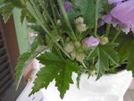 fleur à déterminer 0.jpg