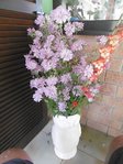 fleur à déterminer 1.jpg