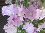 fleur à déterminer.jpg