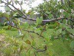 IMG_0239.jpg