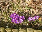 crocus.jpg