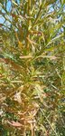 DSCN3210.JPG