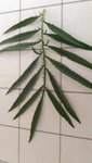 plante jardin 2 (Copier).jpg