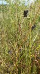 petits fruits noirs 1.JPG