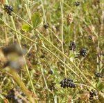 petits fruits noirs 2.JPG