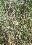 petits fruits noirs 3.JPG